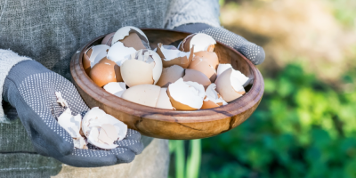 Žena drží rostlinu misku s vaječnými skořápkami