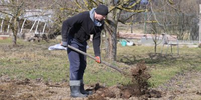 Muž hnojí zahradu s ovocnými stromy organickým hnojivem