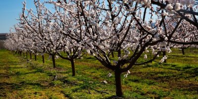 Sad rozkvetlých ovocných stromů