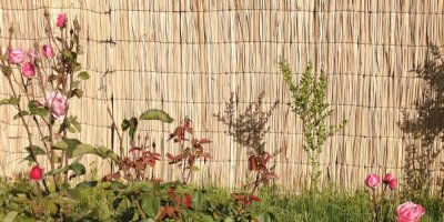 Rákosové oplocení