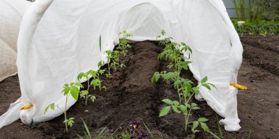 Rajčata na záhonu chráněná bílou plachtou