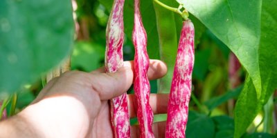 Ruka trhá fazolové lusky