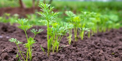 Mladé rostliny mrkve rostou ze země