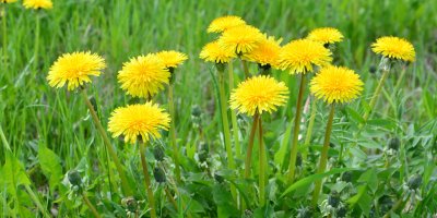 Pampelišky v trávníku