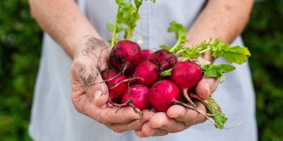 Špinavé ředkvičky v rukou