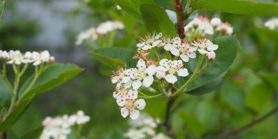 Aronie v květu