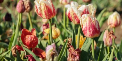 Odkvétající tulipány