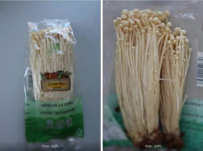 Houba enoki