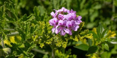 Pelargonium graveolens