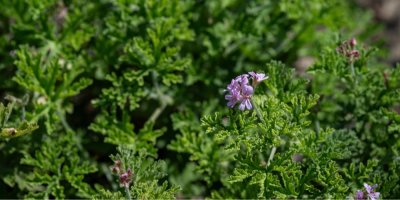 Pelargonium graveolens 