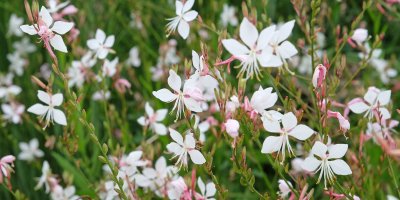 Gaura