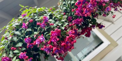 Fuchsie