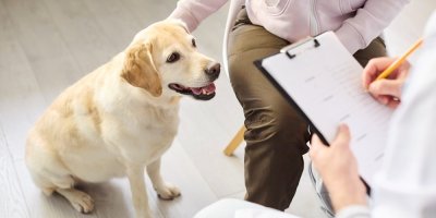 Pes u veterináře