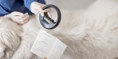 Veterinář kontroluje mikročip u psa