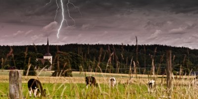 Dobytek se pase při bouřce