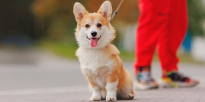 Corgi na vodítku