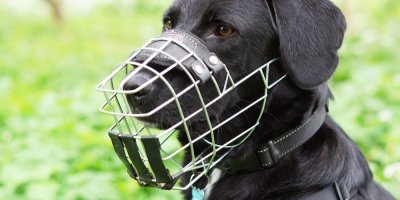 Černý labrador s náhubkem