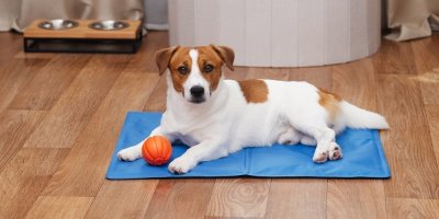 Jack Russell teriér ležící na podložce