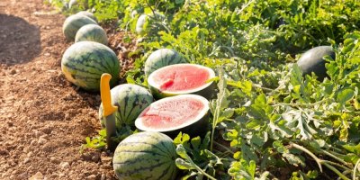 Čerstvě sklizené melouny na farmě