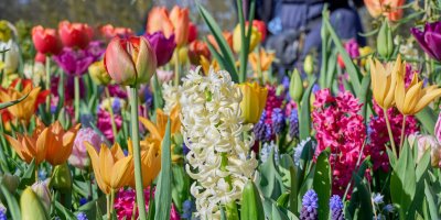 Rozkvetlé tulipány a hyacinty