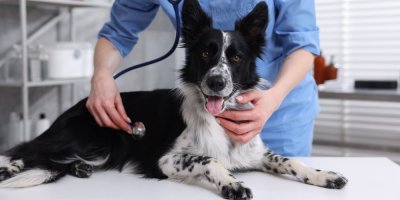 Pes u veterináře
