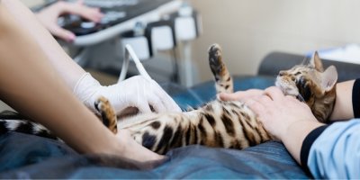 Kočka u veterináře