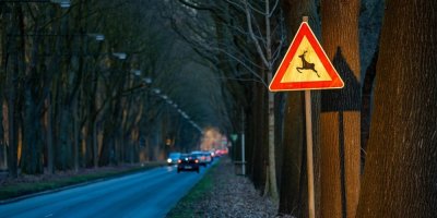 Silnice vedoucí lesem a dopravní značka upozorňující na výskyt divoké zvěře