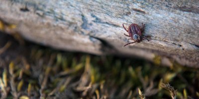 Klíště leze po kusu dřeva