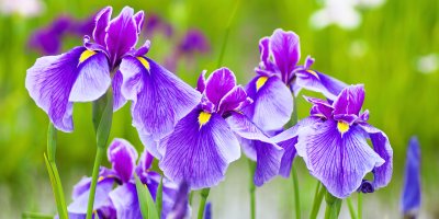 Fialové kosatce na zahradě