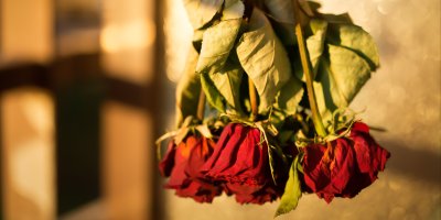 Čtyři sušené květy rudých růží