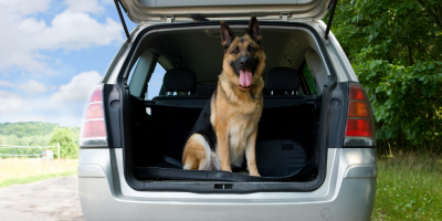 Nesprávným převozem psa v autě riskujete nejen jeho život, ale i ten váš