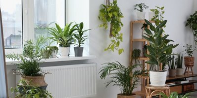 Pokojové rostliny na okně a na podlaze v místnosti