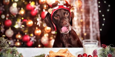 Pes ve vánočním oblečku u stolu s pamlsky