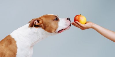 Velký pes čichá k ruce s jablkem