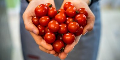 Jak na pěstování rajčat? Základem je správný výběr odrůd i předpěstování