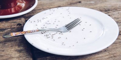Mravenci na talíři s vidličkou