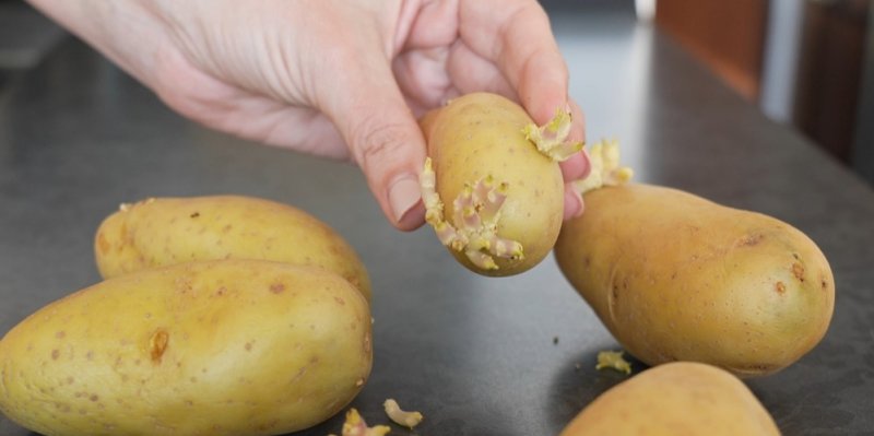Pozor na naklíčenou zeleninu! Brambory vás můžou i otrávit, česnek a cibule jsou naopak vitamínová bomba