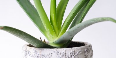 Aloe vera je léčivou rostlinou, která má mnoho léčivých účinků.