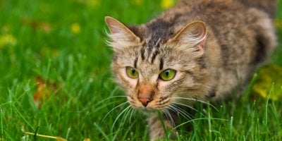 Hnědá kočka plížící se trávou