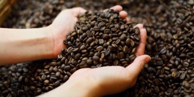 Ruce nabírající plné hrsti kávových zrn z jejich hromady