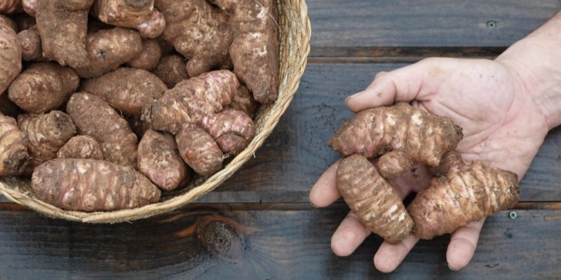 Podceňované topinambury využijete líp než brambory. Koupíte je už i v supermarketech