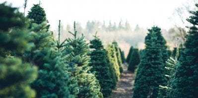 Vánoční stromky  k prodeji