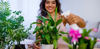 Žena osvěžuje vodou pokojovou rostlinu