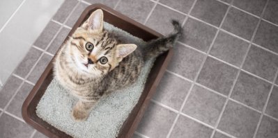 Kočka sedící na kočičí toaletě