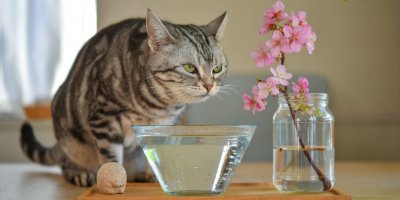 Kočka a před ní miska s vodou 