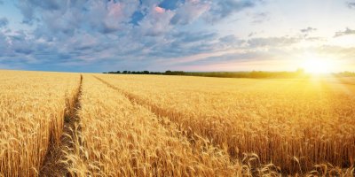 Pšeničné pole při východu slunce