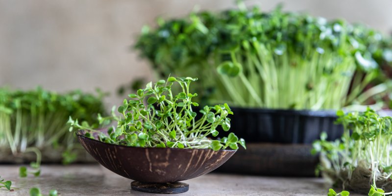 Oživte zimní jídelníček! Microgreens vypěstujete na parapetu a má 5krát víc vitamínů a minerálů než klasická zelenina