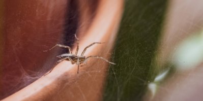 Žena se v peřinách schovává před pavoukem