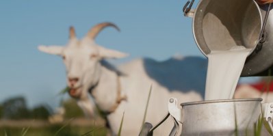 Kozí mléko člověk přelévá do konve a vzadu koza žere trávu