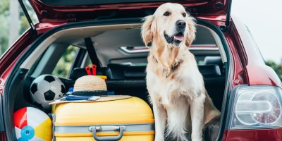 Velký, světlý pes sedí v kufru auta, vedle něj je kufr, klobouk, míče, cestovní pas